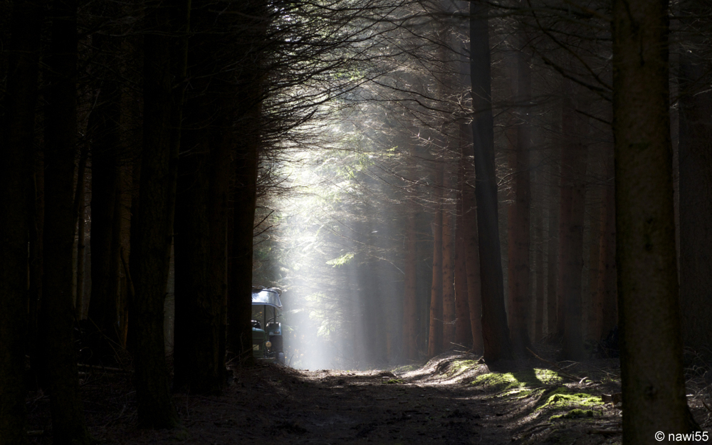 Licht im Wald