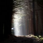 Licht im Wald