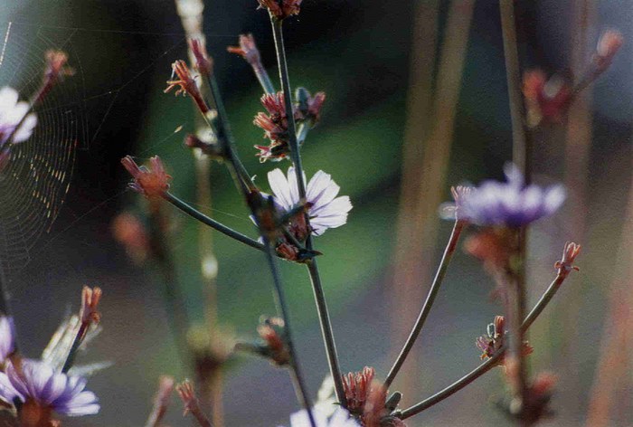 Licht im Wildgarten