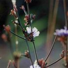 Licht im Wildgarten