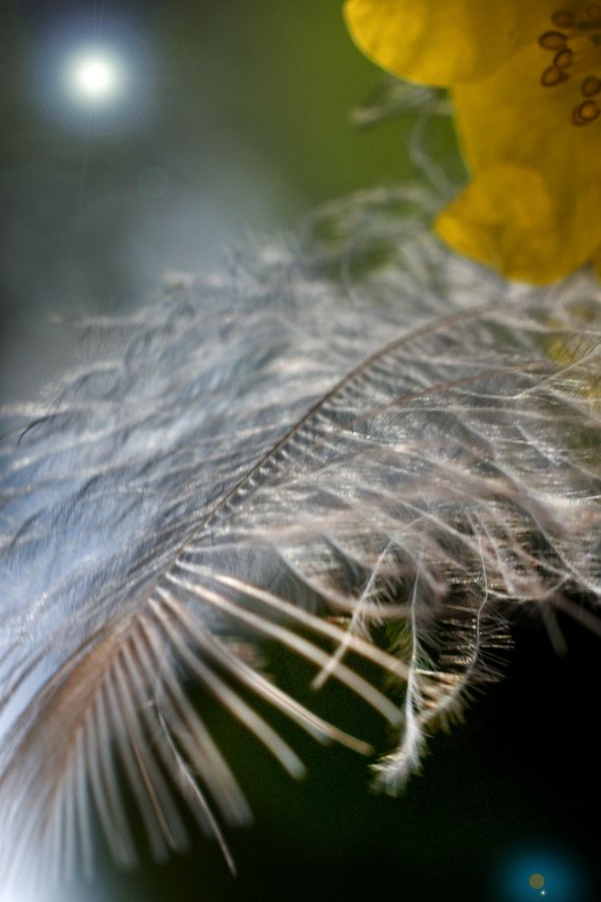 Licht im Wind