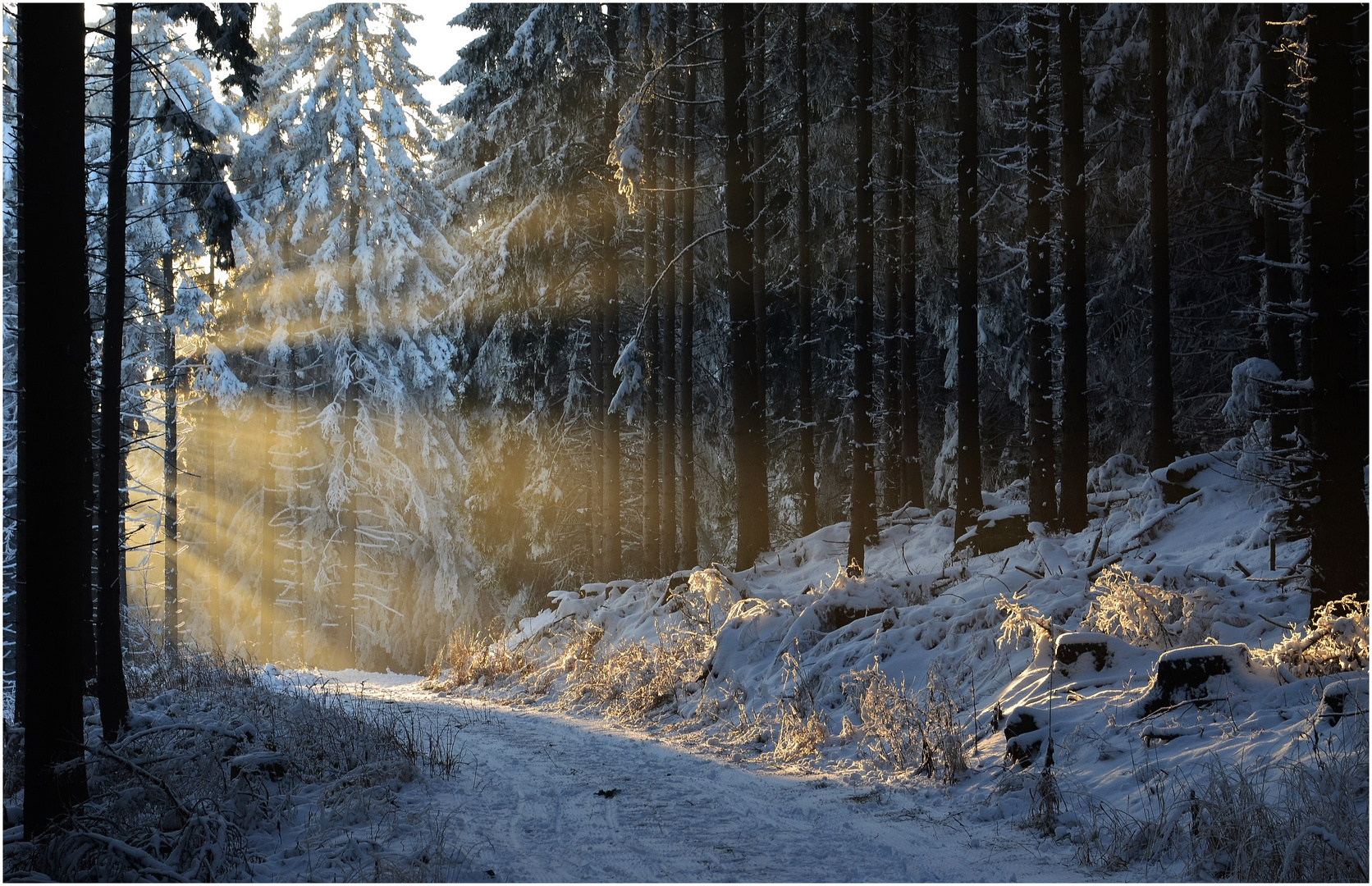 Licht im Winterwald