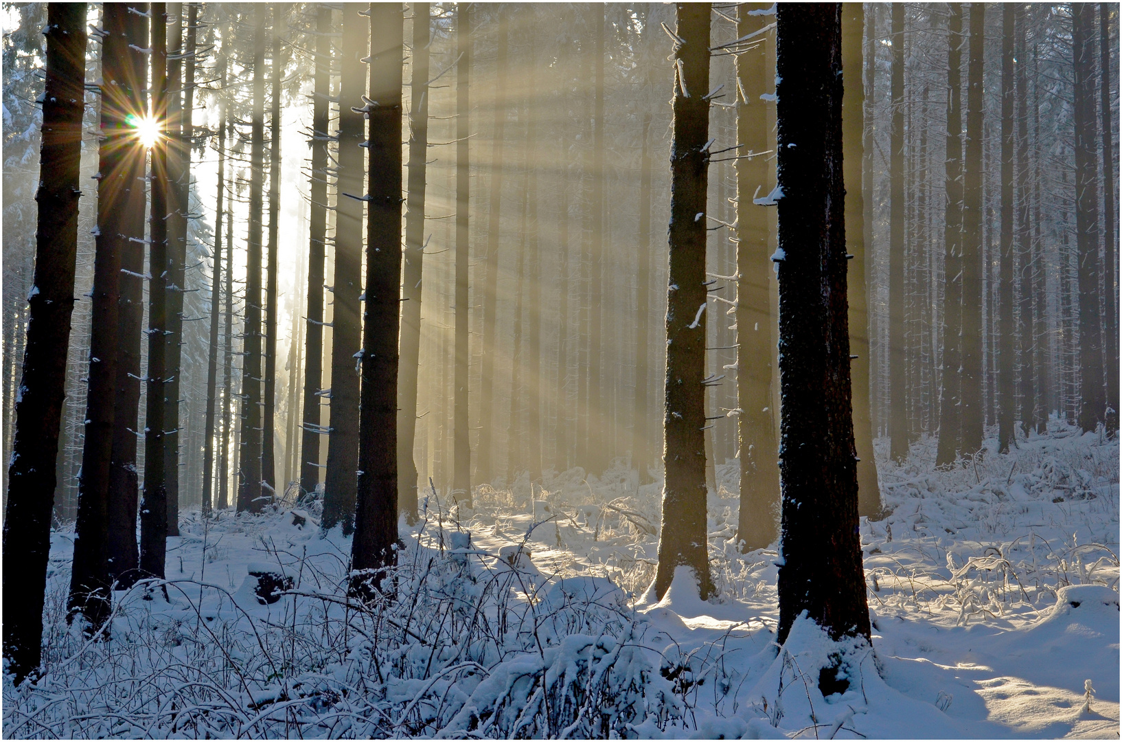 Licht im Winterwald (2)