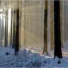 Licht im Winterwald (2)