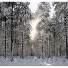 ~ Licht im Winterwald ~