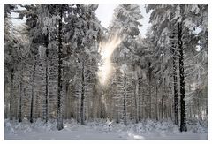 ~ Licht im Winterwald ~