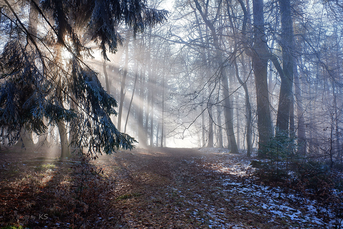 - Licht im Winterwald - 