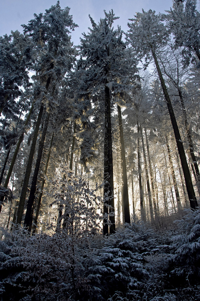 Licht im Winterwald