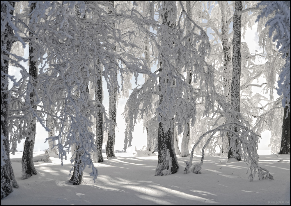 Licht im Winterwald