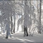 Licht im Winterwald