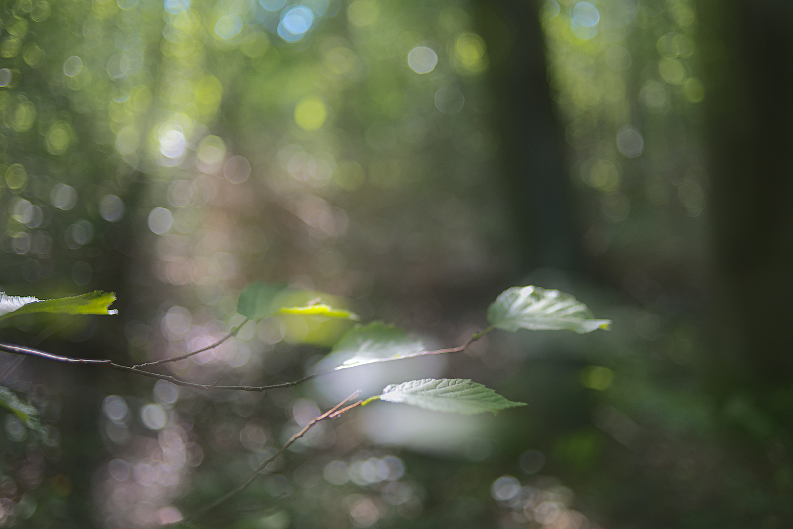 Licht im Zauberwald