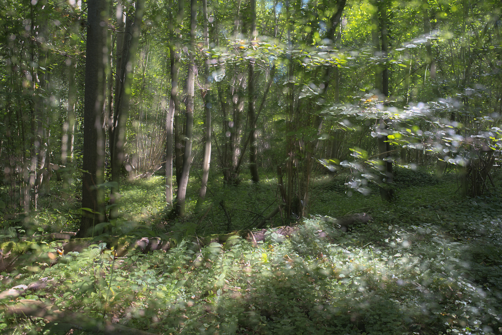 Licht im Zauberwald II