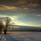 Licht in der Baumreihe