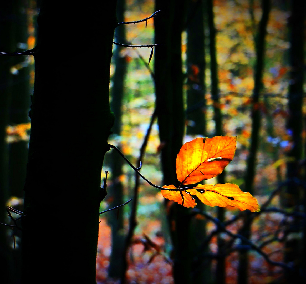 Licht in der Dunkelheit