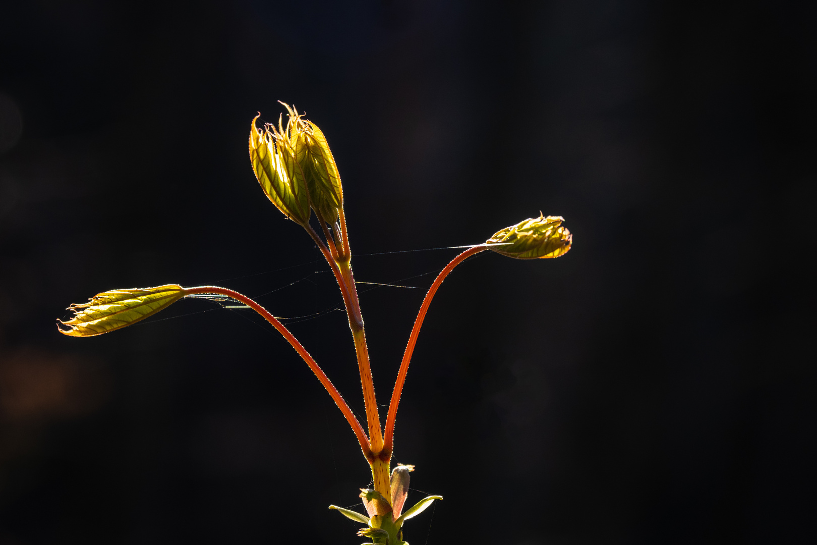 Licht in der Dunkelheit