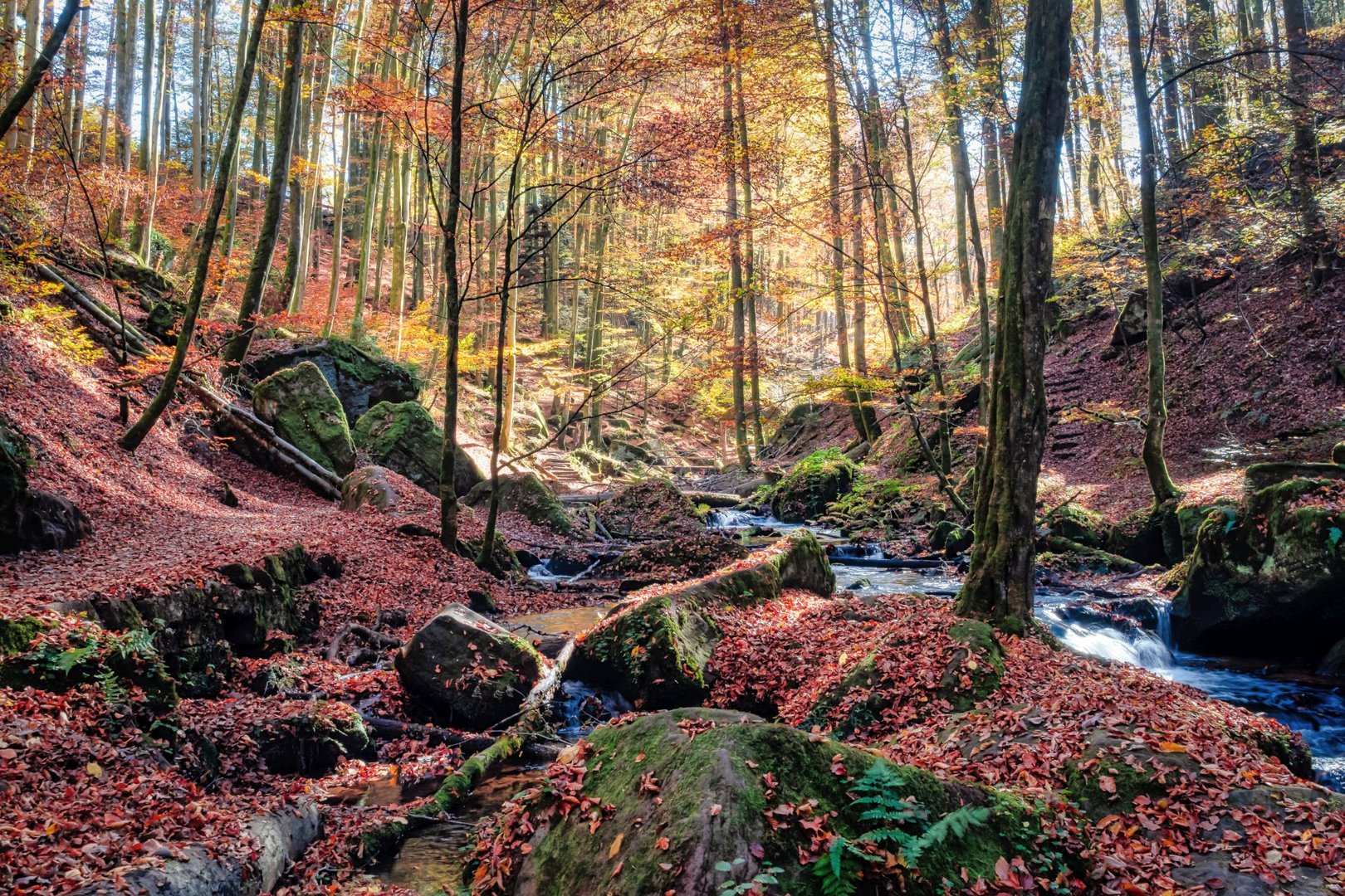 Licht in der Karlstalschlucht | Pfälzerwald