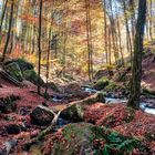 Licht in der Karlstalschlucht | Pfälzerwald