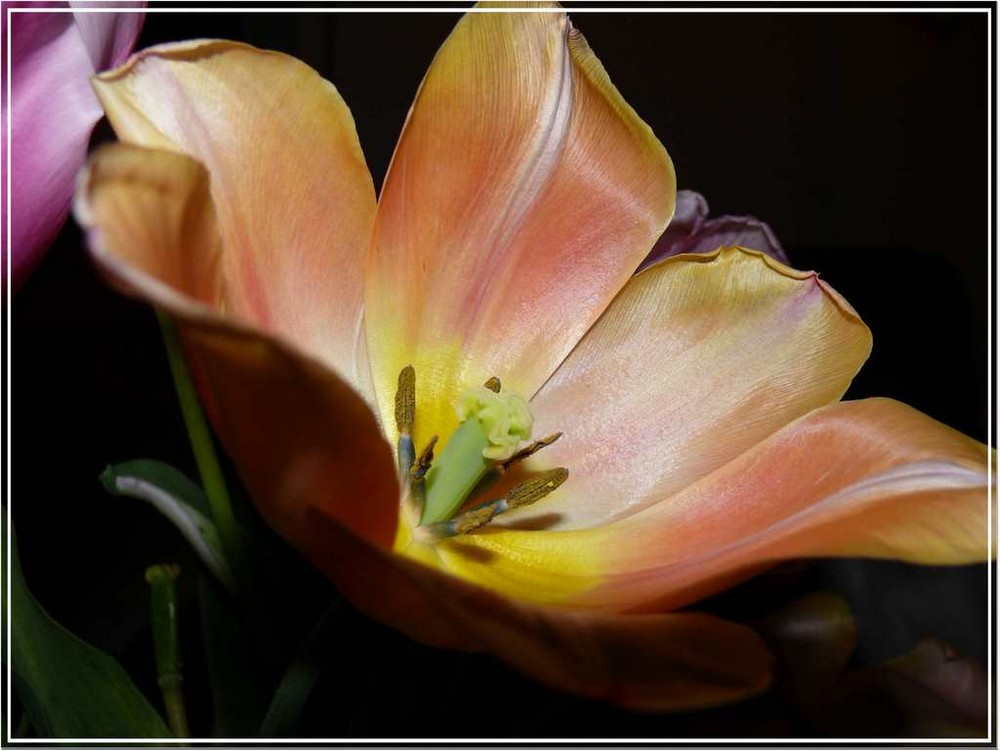 Licht in der Tulpe