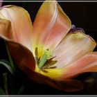 Licht in der Tulpe