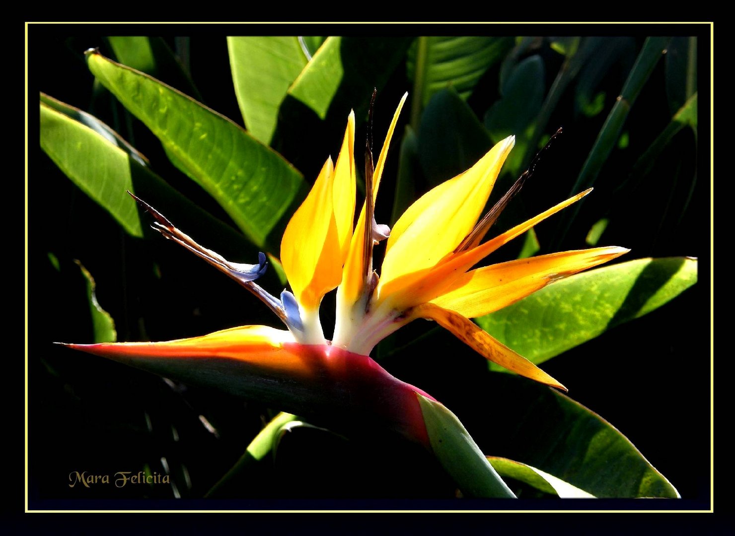 LICHT INS DUNKEL Foto & Bild | pflanzen, pilze & flechten, blüten- & kleinpflanzen, madeira ...