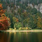 Licht-Insel im Feldsee