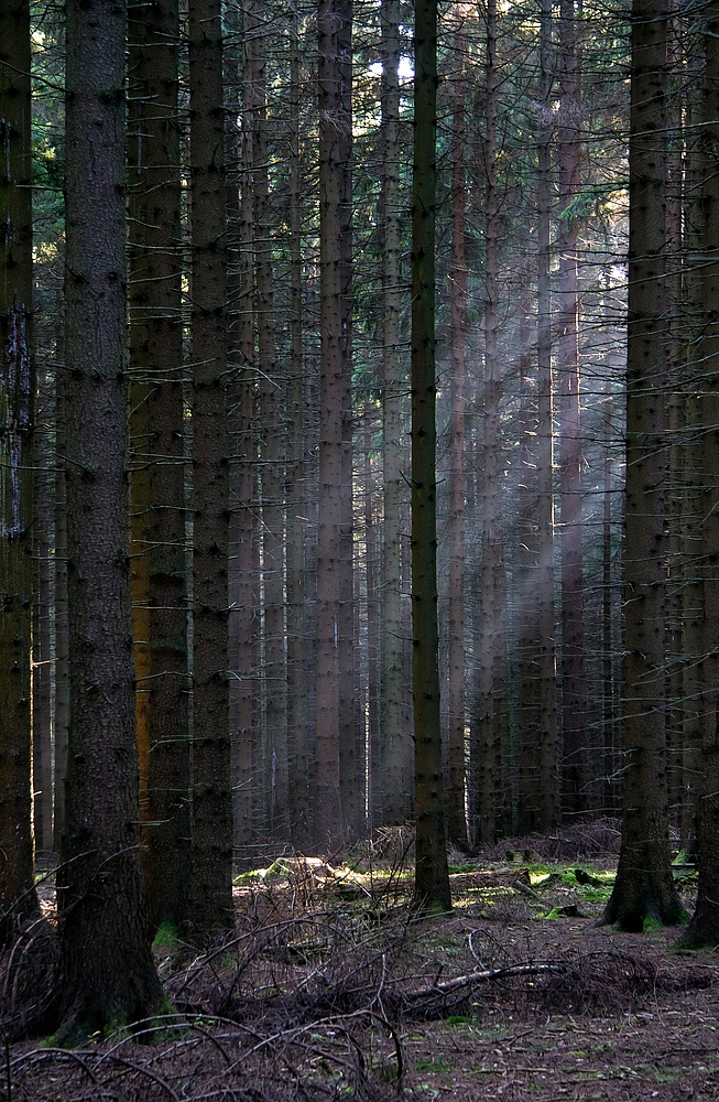 Licht ist im finstersten Tann