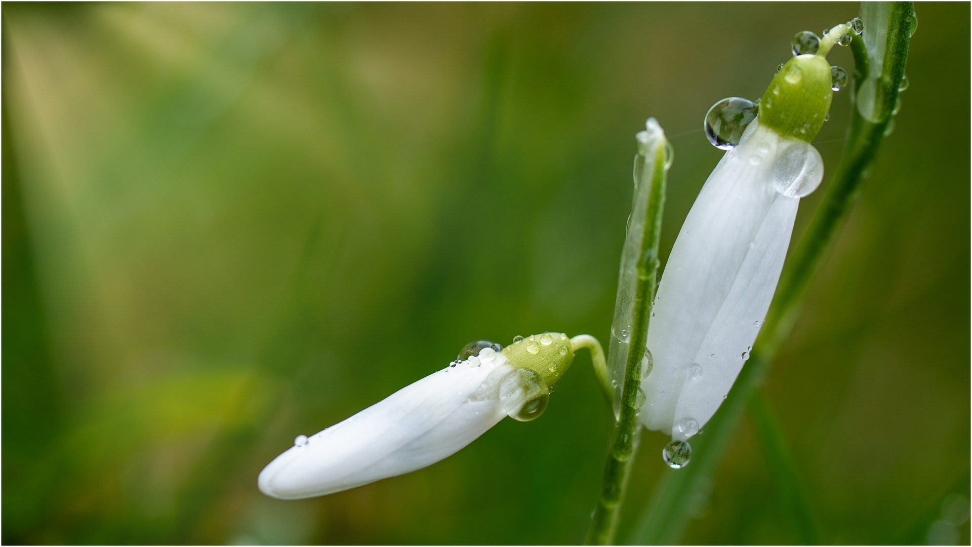 Licht ist Leben