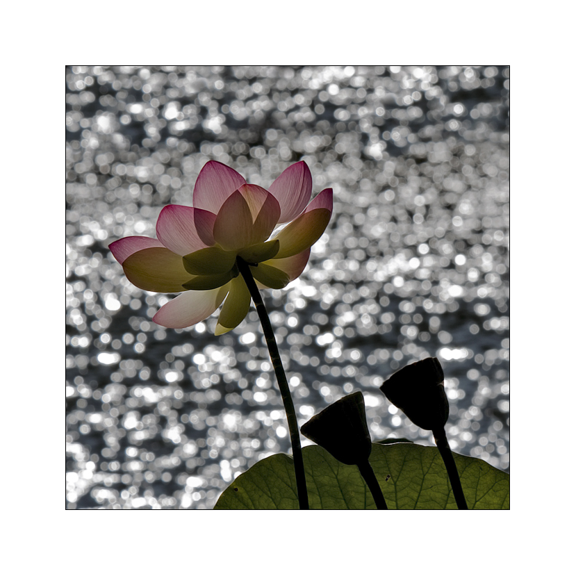 licht - lotus