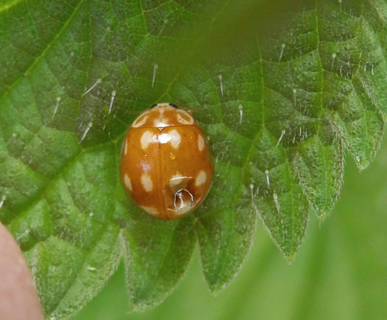 Licht-Marienkäfer (Calvia decemguttata) oder Zehnflecken-Marienkäfer