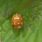 Licht-Marienkäfer (Calvia decemguttata) oder Zehnflecken-Marienkäfer