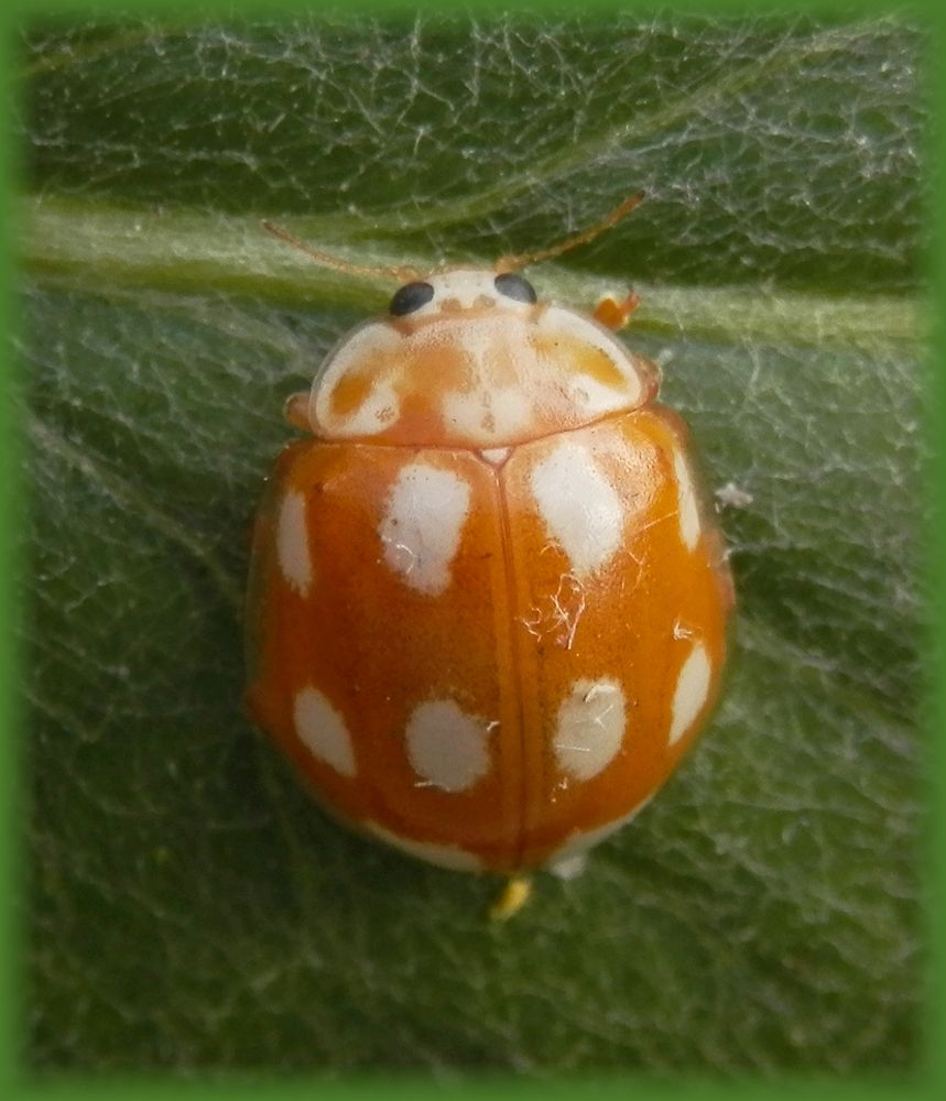  Licht-Marienkäfer (Calvia decemguttata) oder Zehnflecken-Marienkäfer von oben