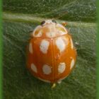  Licht-Marienkäfer (Calvia decemguttata) oder Zehnflecken-Marienkäfer von oben