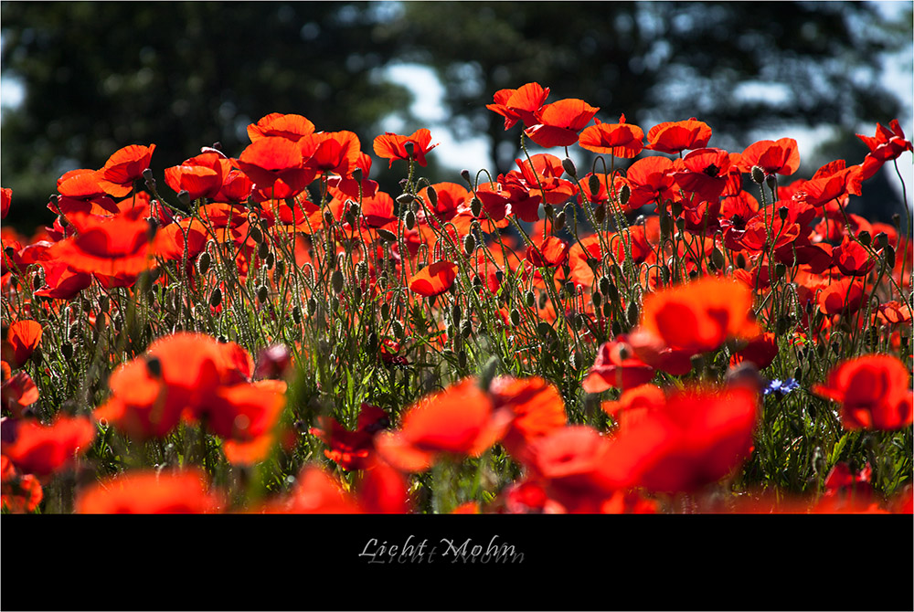 Licht Mohn