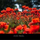 Licht Mohn