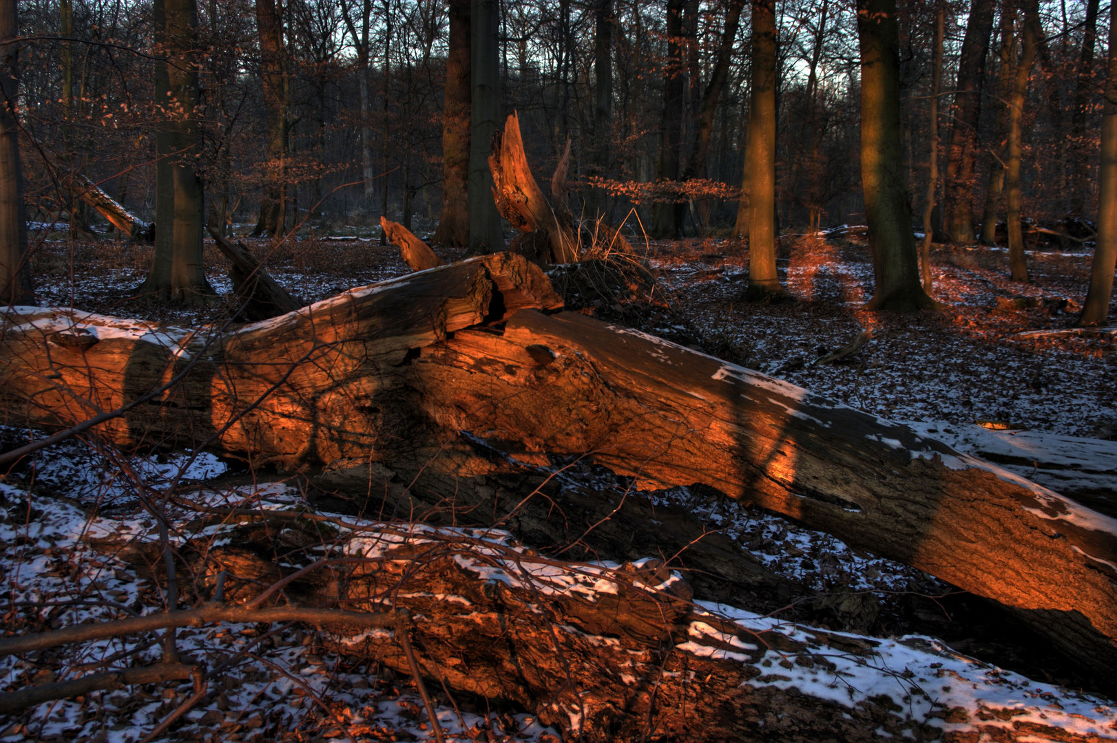 Licht Momente 4 Blick in den Wald