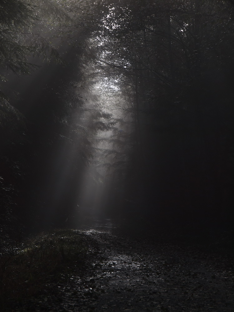 Licht, Nebel und Bäume 2