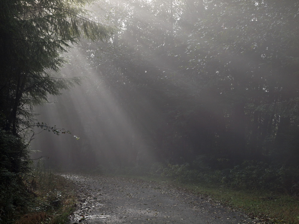 Licht, Nebel und Bäume