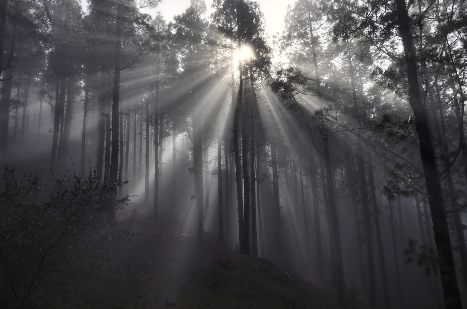 Licht Nebel und Wald