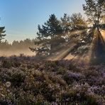 Licht-Nebelstimmung beim Sonnenaufgang auf der Mehlinger Heide.