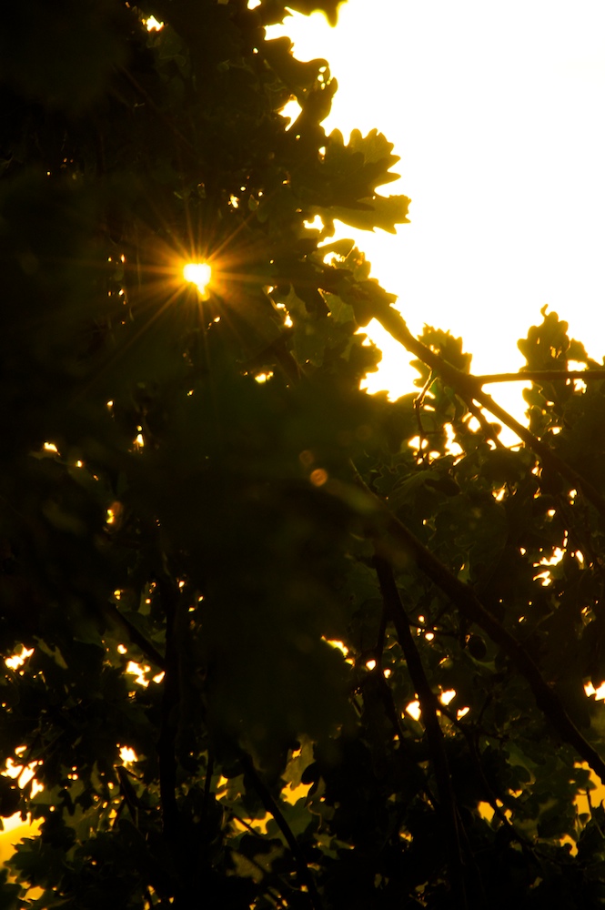 (Licht-)Rauschen im Blätterwald