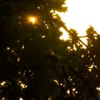 (Licht-)Rauschen im Blätterwald