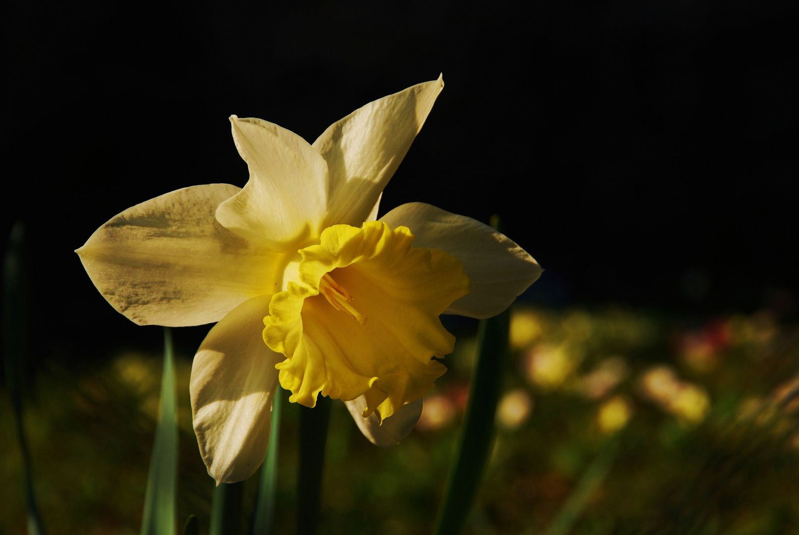 Licht & Schatten