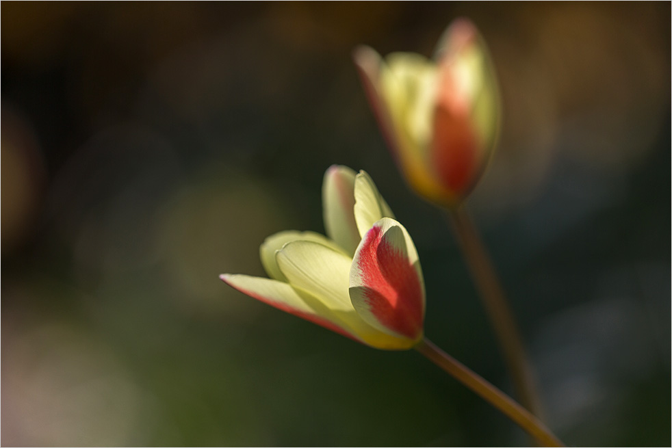 Licht & Schatten