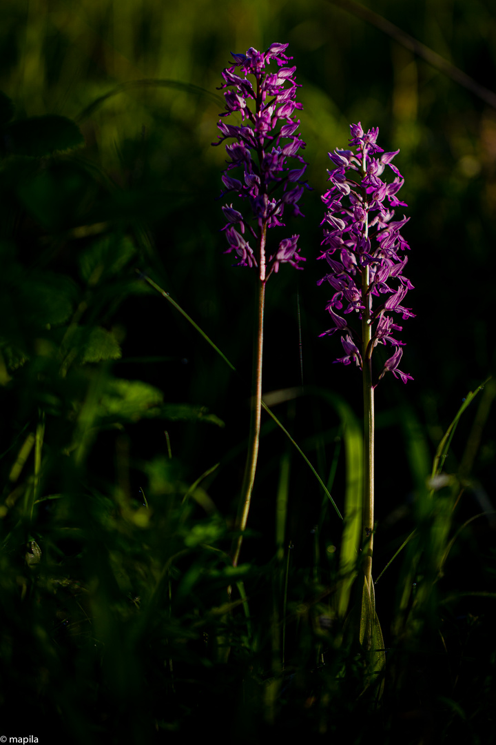 Licht - Schatten - Farben 