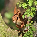 LICHT-SCHATTEN-HÖRNCHEN