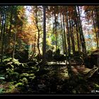 Licht & Schatten im Herbstwald auf der Schwägalp