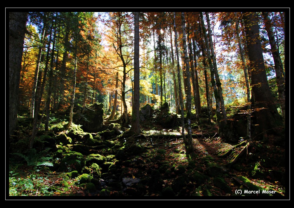 Licht & Schatten im Herbstwald auf der Schwägalp