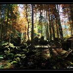 Licht & Schatten im Herbstwald auf der Schwägalp