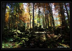 Licht & Schatten im Herbstwald auf der Schwägalp