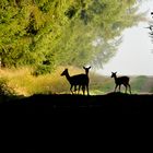 Licht & Schatten im Revier